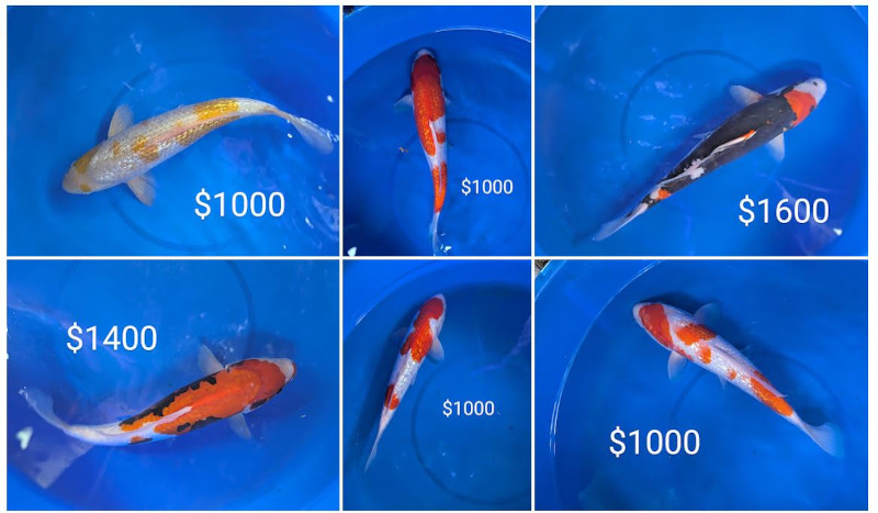 1 imported japanese koi austin texas cedar park new