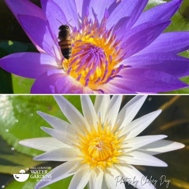 10-30-2025 NEWSLETTER