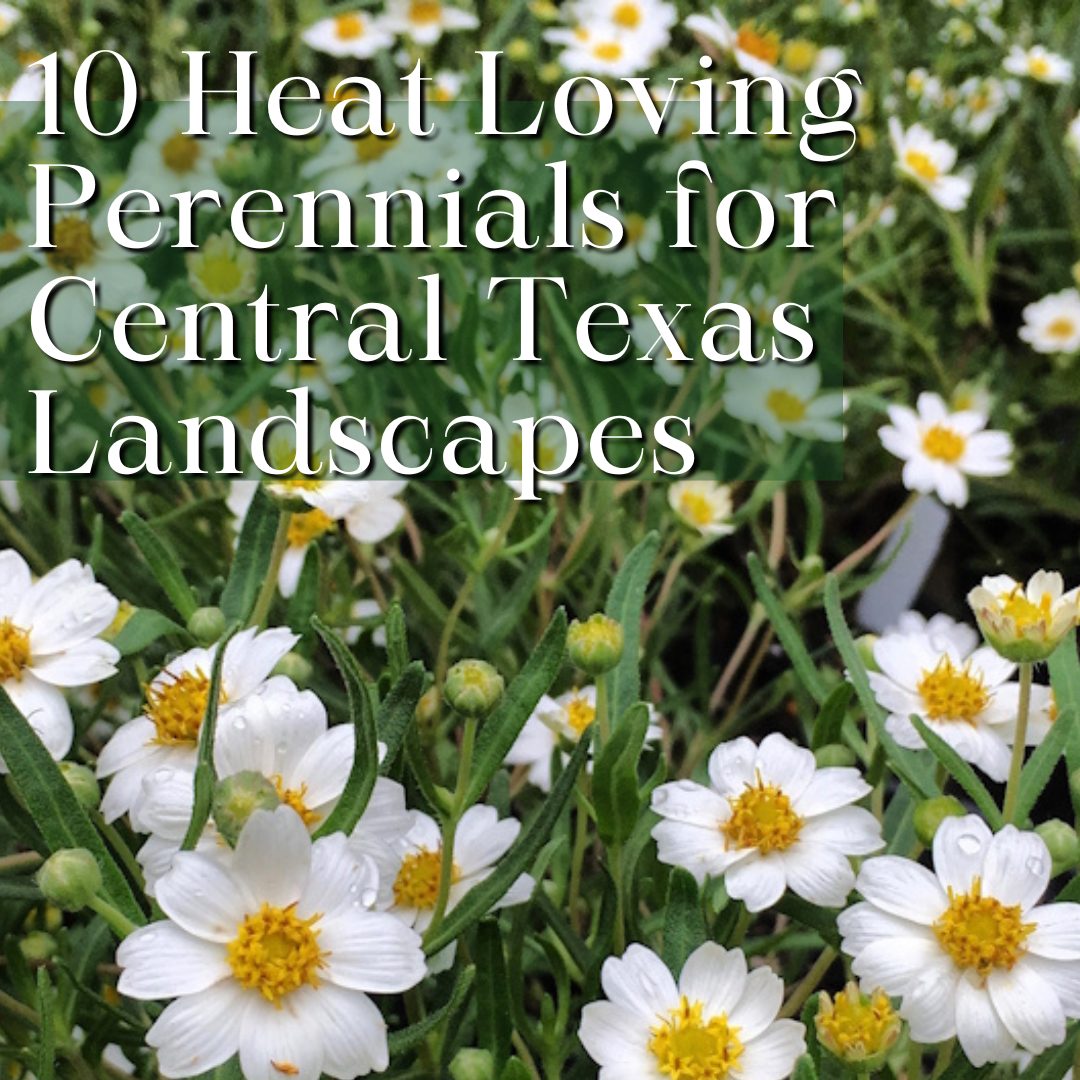 10 Heat-Loving Perennials - Hill Country Water Gardens \u0026 Nursery, image size:1080x1080