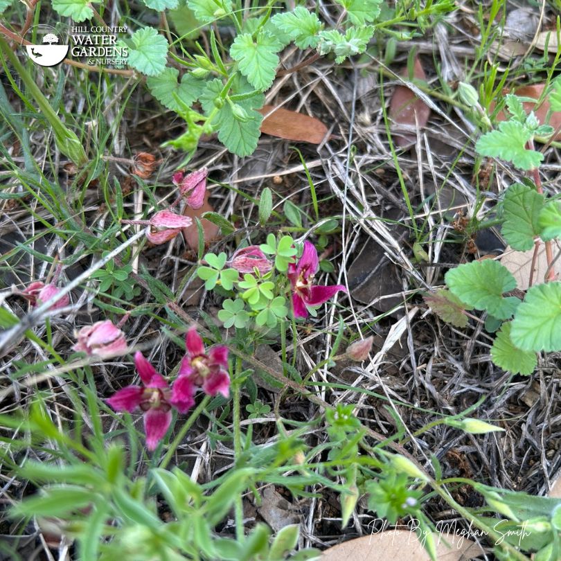 Trailing ratany (Krameria lanceolata)