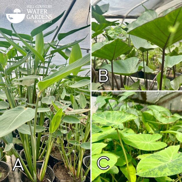 bog plants,  pond plants sale Austin Texas