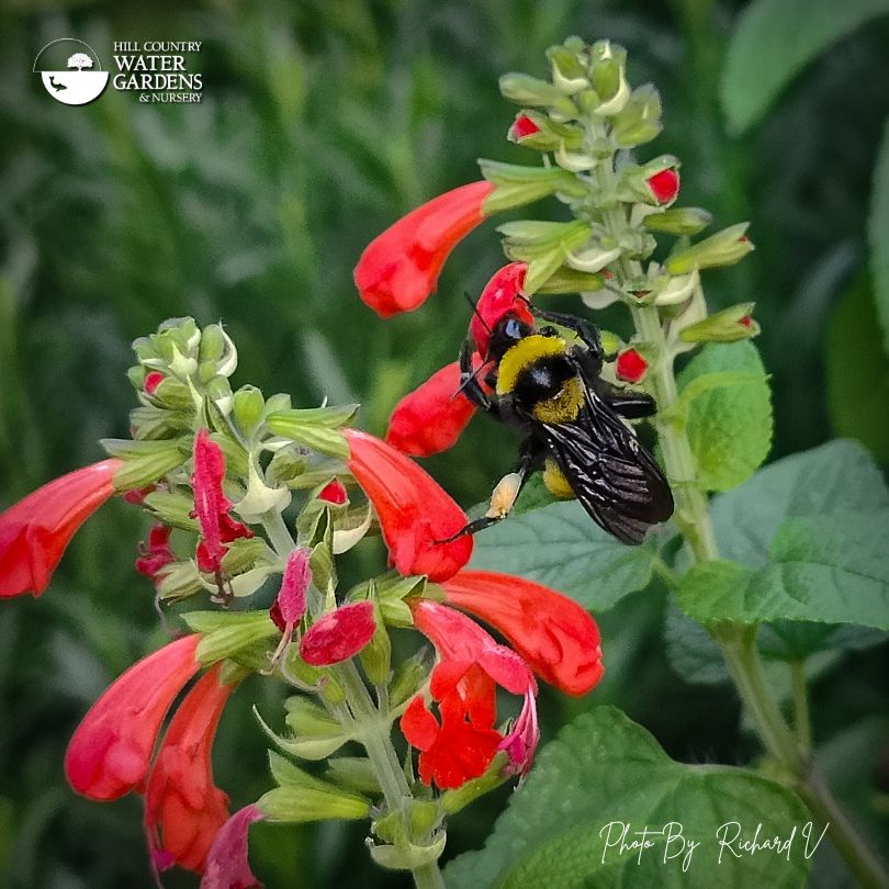 Sonoran bumblebee (Bombus sonorus) on native red tropical sage.