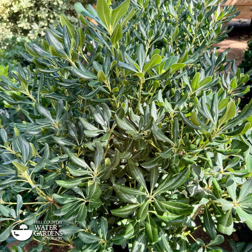 Pittosporum Cedar, Park