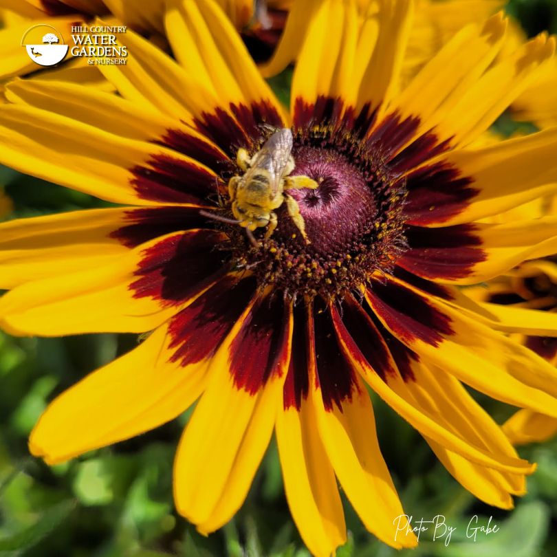Unknown bee species on Rudbeckia hirta, a member of the Aster family.