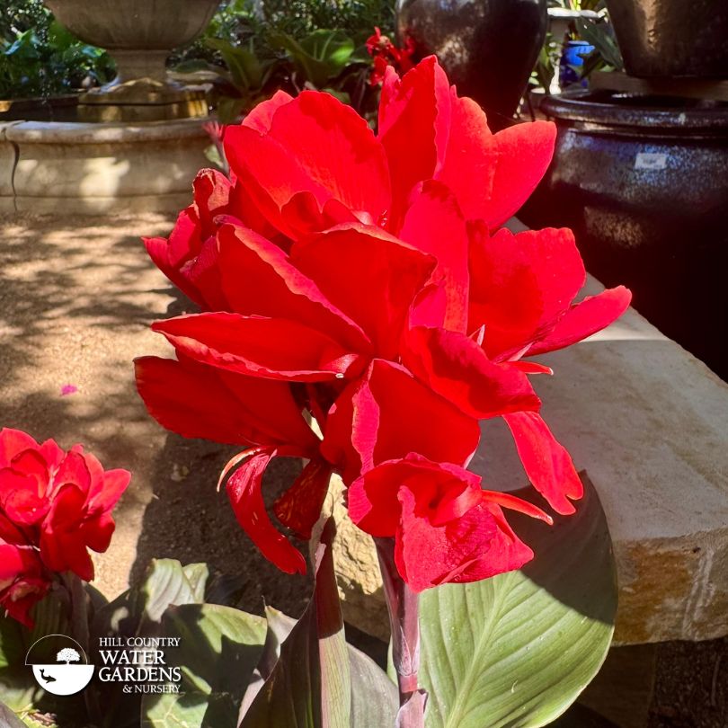 Canna lily flowers