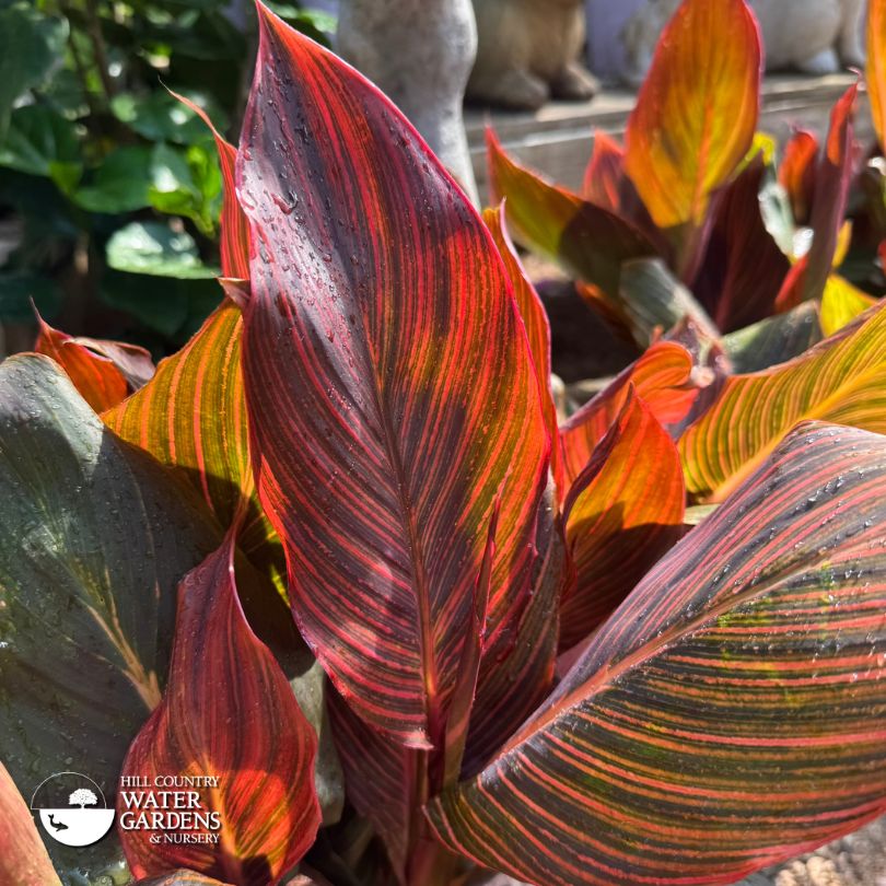 Tropicana Canna Lily