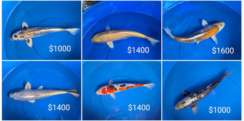 2 japanese imported and domestic USA koi and goldfish for ornamental ponds pond water garden