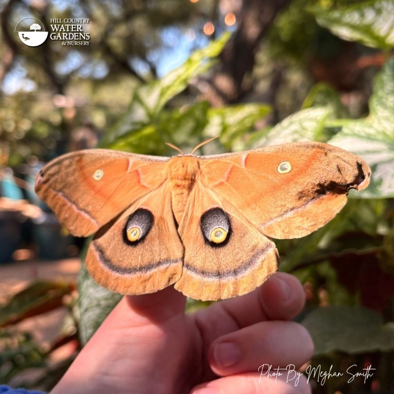 if you plant certain oaks, a Mexican Plum, or a Bigtooth Maple, you might find a polyphemus moth in your own yard.