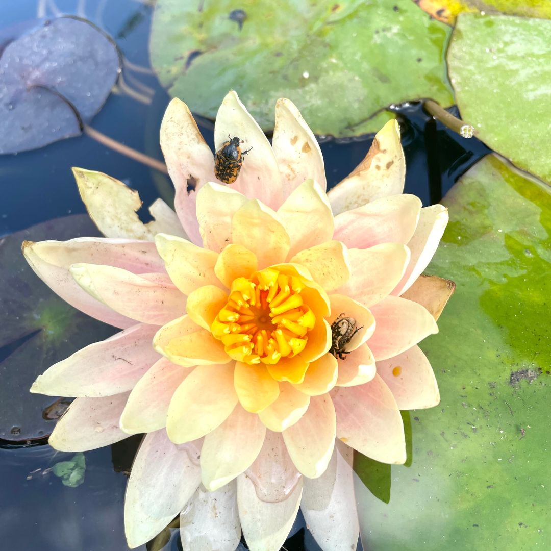 Beetles feeding off of a water lily.