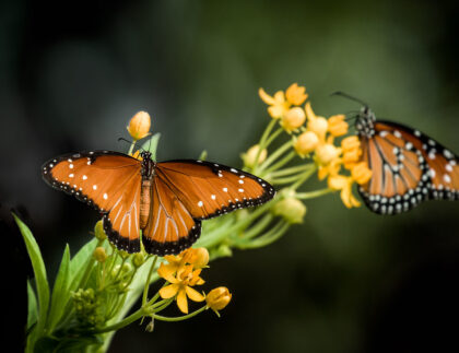 Butterfly gardens in Central Texas