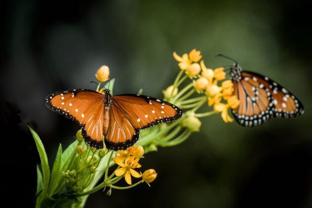 Butterfly gardens in Central Texas