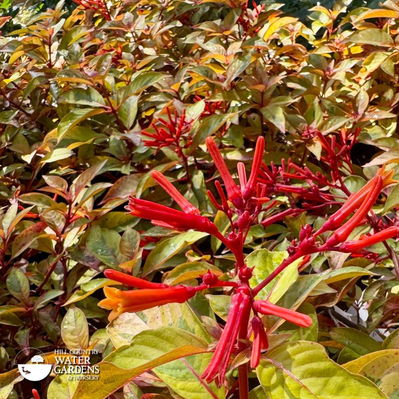 Mexican Fire bush Hamelia patens 
