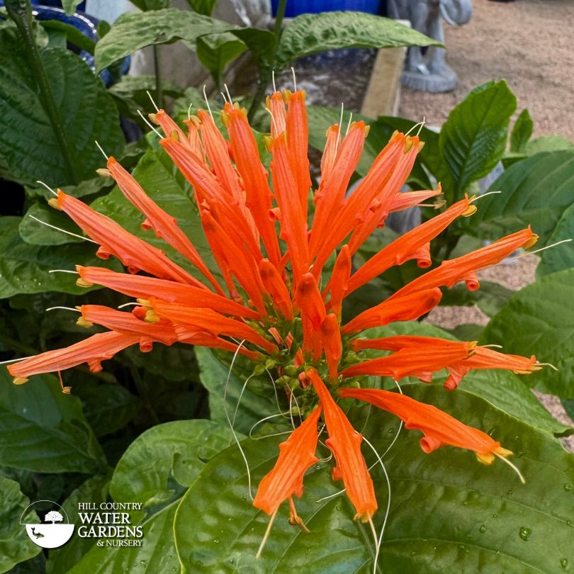 Justicia Mexican Plume
