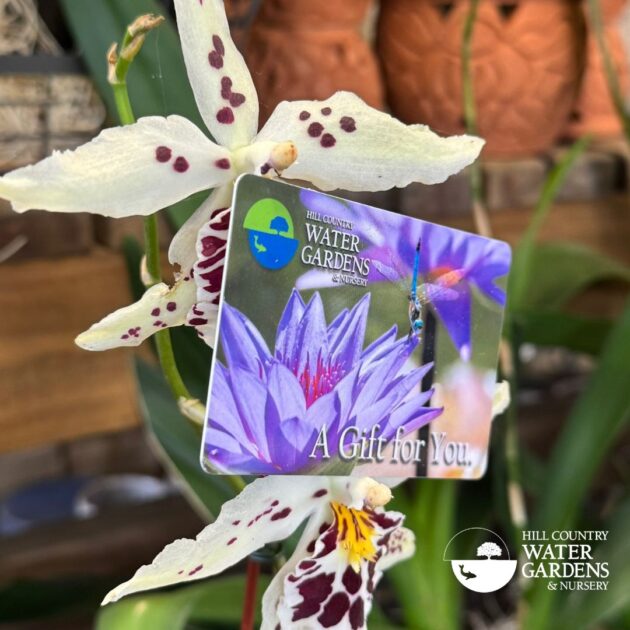 hill country water gardens gift cards. Cedar, Park Texas. Gift ideas for father's Day