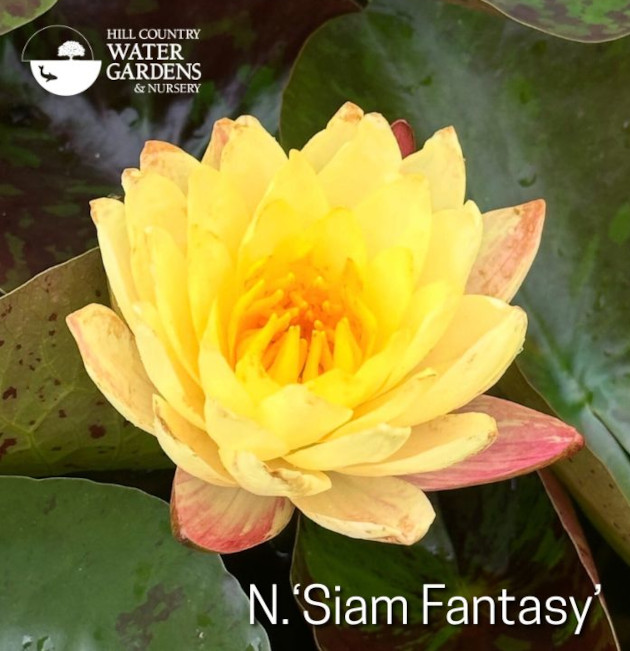 3 Nymphaea ‘Siam Fantasy’
new hardy water lily lilies for 2025 central texas, austin, san antonio georgetown texas