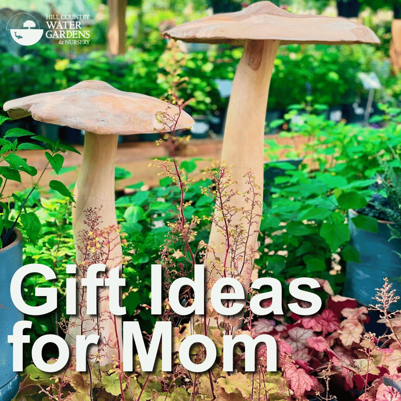 gifts for mother's day austin, cedar park.
Places to take mom mother for mother's day