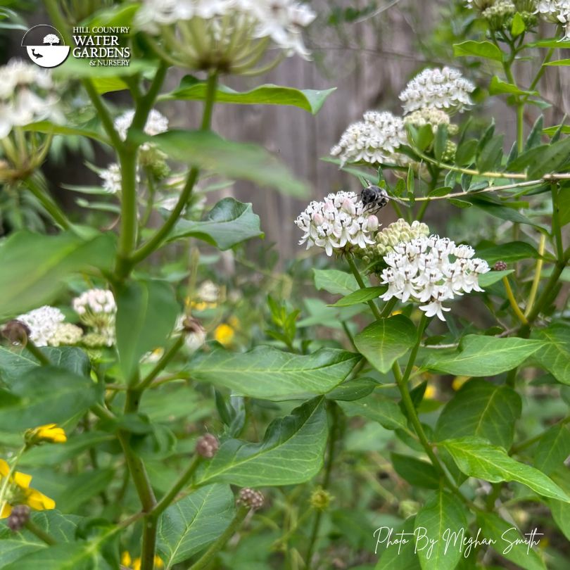 Native milkweeds are keystone plants that belong in every pollinator garden because they support all kinds of pollinators, not just monarchs.