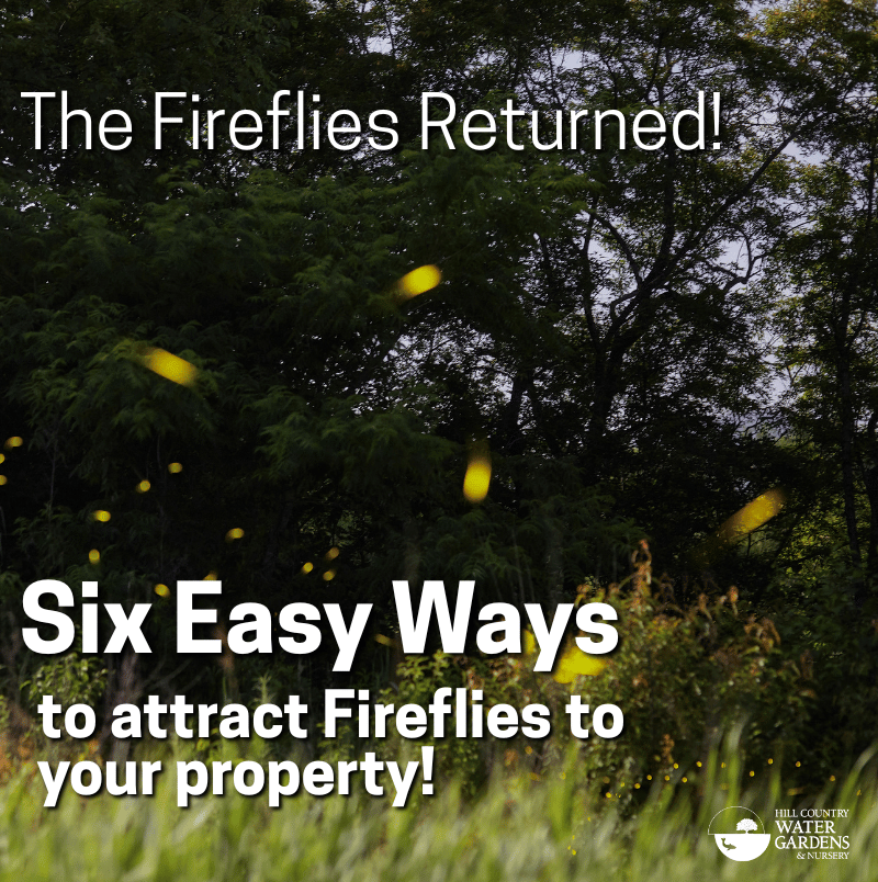 six easy ways to attract fireflies to your property