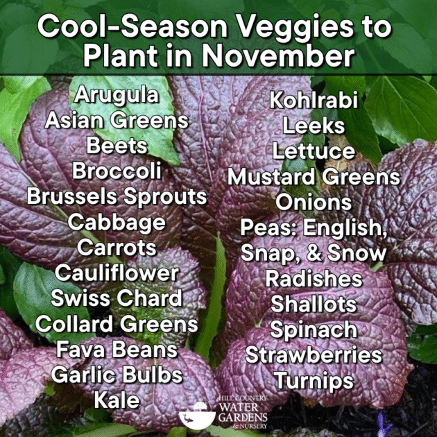 Arugula
Asian Greens
Beets
Broccoli
Brussels Sprouts
Cabbage
Carrots
Cauliflower
Swiss Chard
Collard Greens
Fava Beans
Garlic Bulbs

Kale
Kohlrabi
Leeks
Lettuce
Mustard Greens
Onion 
Peas: English, Snap, Snow
Radishes
Shallots
Spinach
Strawberries
Turnips
