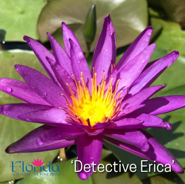 4 Detective Erika’ is a stunning, huge, bright purple blossom with a hot yellow center, and she loves to bloom! Our show plant in the formal pond has 6-8 blooms.