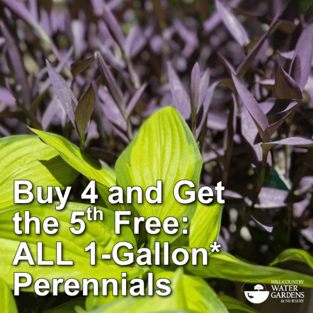 4 local plant sale near me