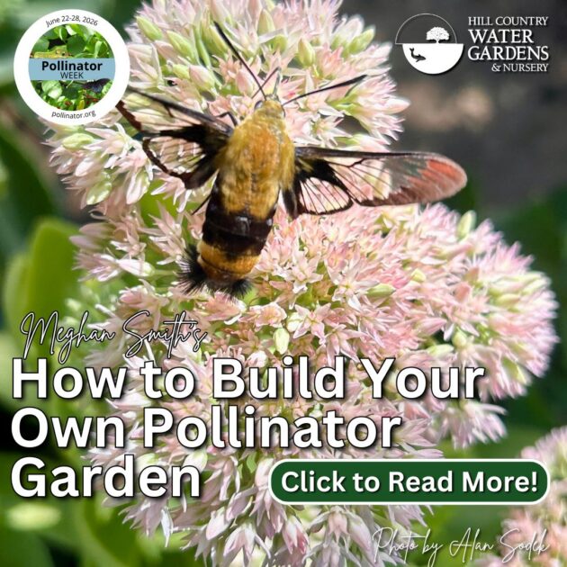national pollinator week 2026. cedar park, texas. events, austin, texas. free events. sales plant sales. flowers for butterflies