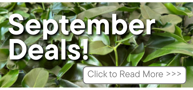 GARDEN PLANT DISCOUNTS DEALS SALES FALL 2025 NURSERY cEDAR pARK, rOUND ROCK, GEORGETOWN, LEANDER, LIBERTY HILL, TX TEXAS TREES SHRUBS FAST GROWING  NATIVE FLOWERS HOUSE PLANTS