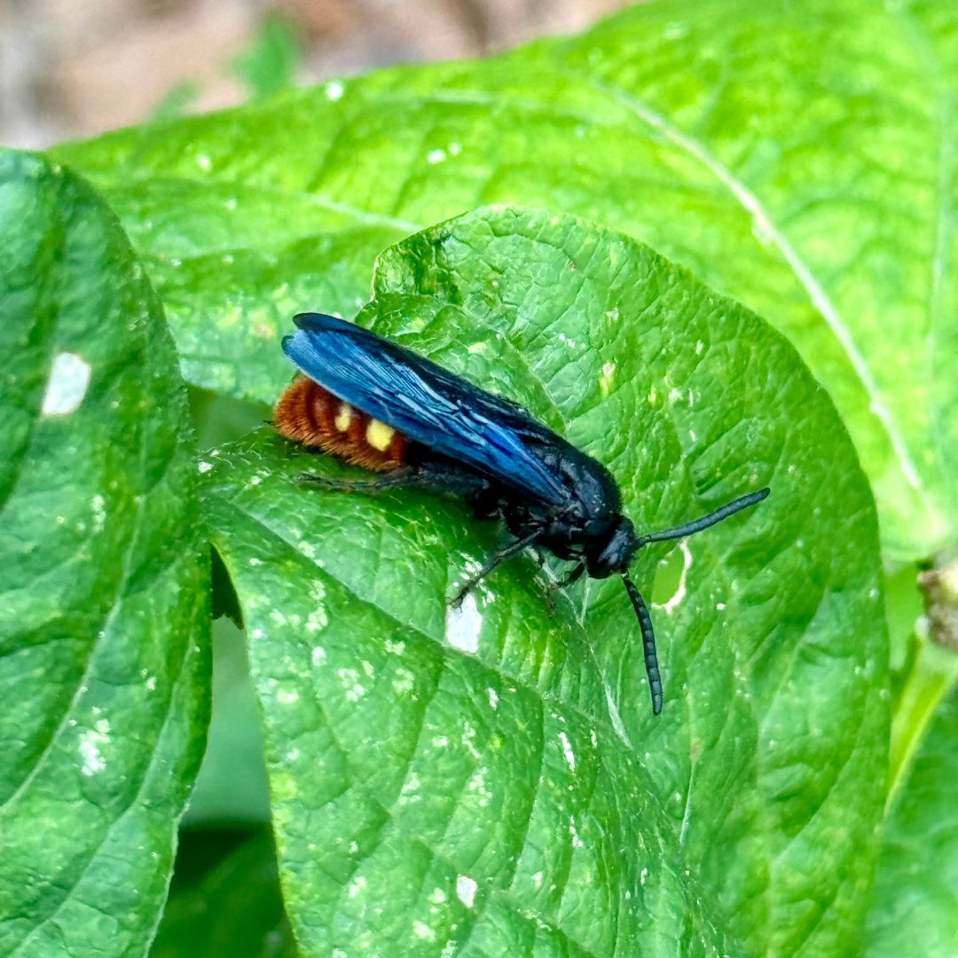 Blue Winged Scoliid Wasp on Cucumber Leaf