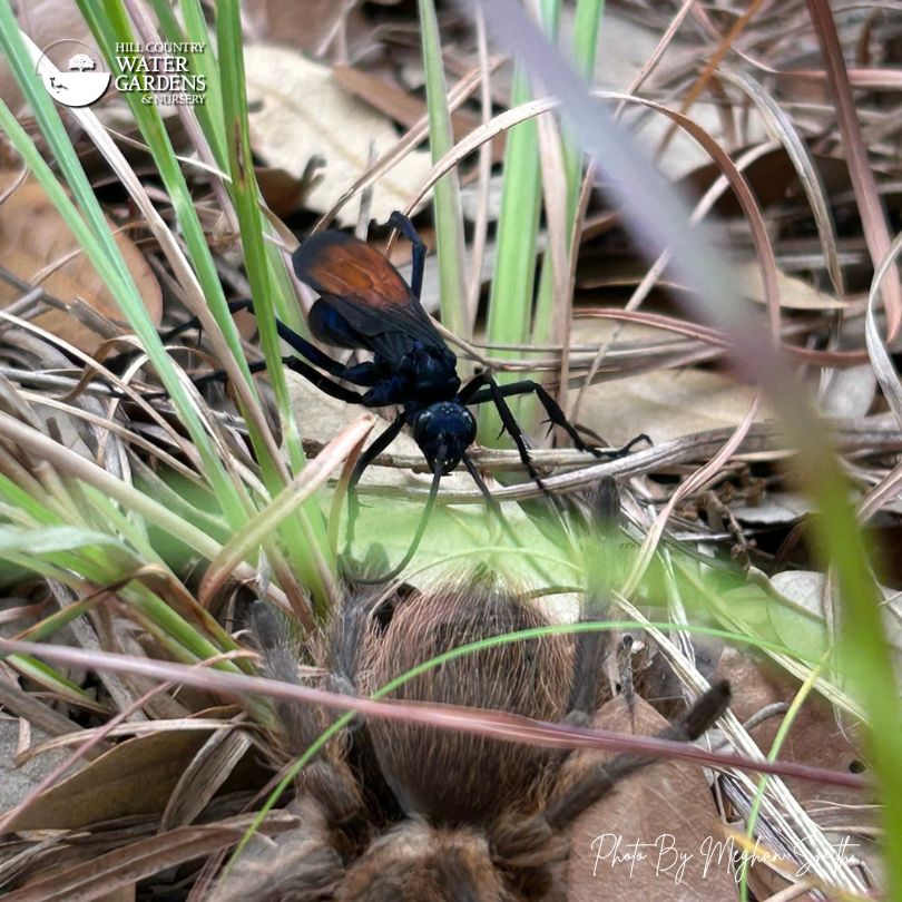 Tarantula wasp (pepsis grossa) fighting a Texas Brown Tarantula (Aphonopelma hentzi).