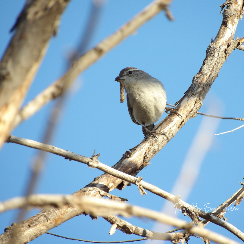It takes thousands of caterpillars to grow a single baby bird into an adult like this Bewick's Wren