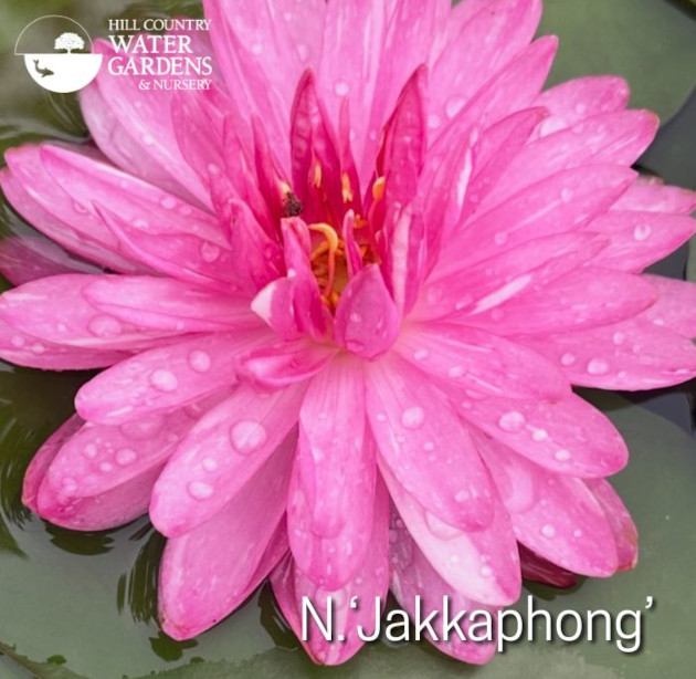 5 N. ‘Jakkaphong’ is also striking, she’s a beautiful double pink with white striations. Maroon to dark green pads!