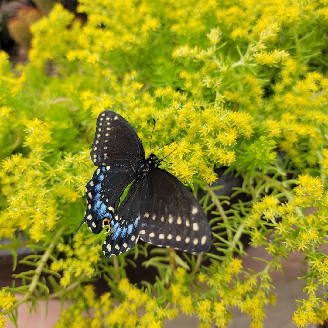 Black Swallowtail feeding off a lemon ball Sedum.