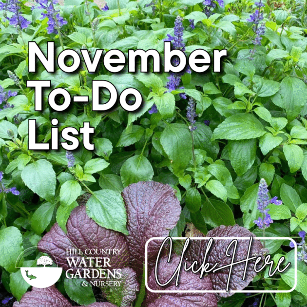 November to-do garden list