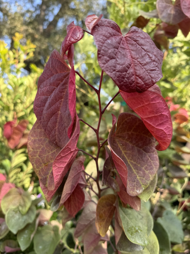 630 x web hearts a' fire new growth 2 9-13-2024 630 x web hearts a' fire new growth 2 9-13-2024