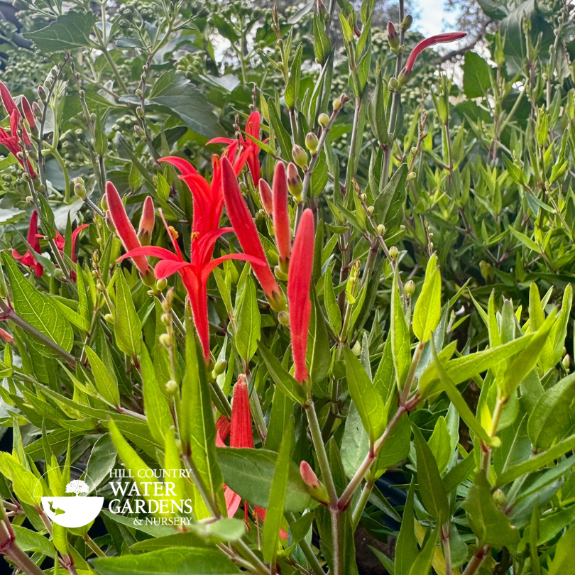 cedar Park Garden Center, Garden supplies, plant nursery, plants for sale near me. Austin. Round Rock, Texas. Georgetown, TX.