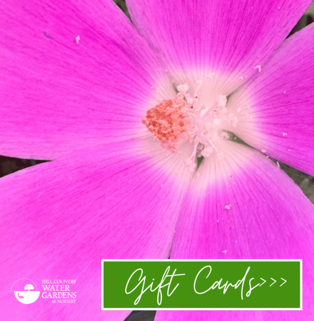 gifts for gardeners father's day mother's day local products artisans shop austin atx 