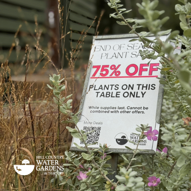 75% off plants