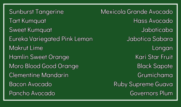 Sunburst Tangerine
Tart Kumquat
Sweet Kumquat
Eureka Variegated Pink Lemon
Makrut Lime
Hamlin Sweet Orange
Moro Blood Good Orange
Clementine Mandarin
Bacon Avocado
Pancho Avocado
Torres Mexicola Grande Avocado
Hass Avocado
Jaboticaba
Jabotica Sabara
Longan
Kari Star Fruit
Black Sapote
Grumichama
Ruby Supreme Guava
Governors Plum
Cedar Park and Austin Texas
