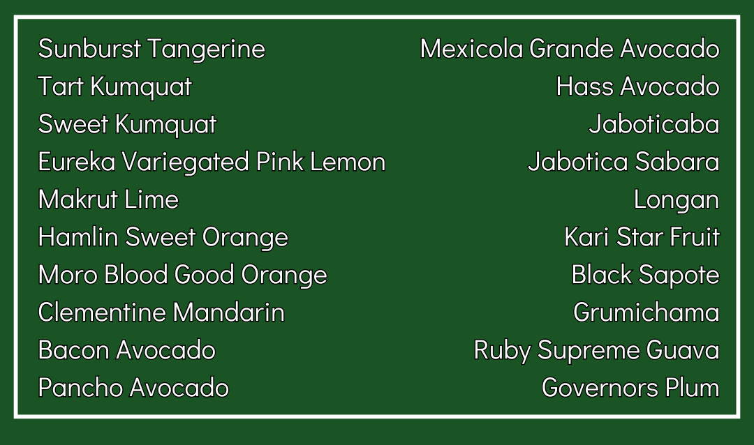 Sunburst Tangerine
Tart Kumquat
Sweet Kumquat
Eureka Variegated Pink Lemon
Makrut Lime
Hamlin Sweet Orange
Moro Blood Good Orange
Clementine Mandarin
Bacon Avocado
Pancho Avocado
Torres Mexicola Grande Avocado
Hass Avocado
Jaboticaba
Jabotica Sabara
Longan
Kari Star Fruit
Black Sapote
Grumichama
Ruby Supreme Guava
Governors Plum
Cedar Park and Austin Texas

