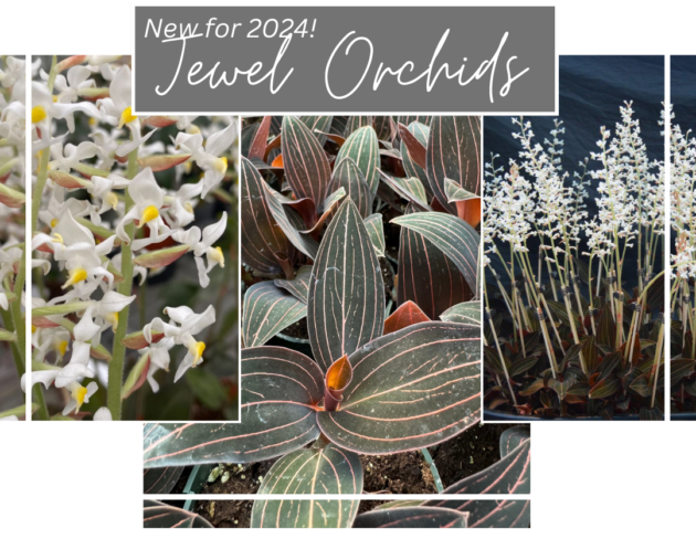 Jewel Orchids now $19.99 in stock