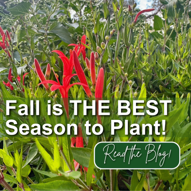 810 fall is the best season to plant link