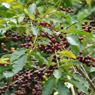 Arabica Coffee