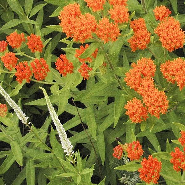 Asclepias tuberosa