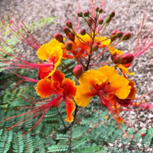 Pride Of Barbados