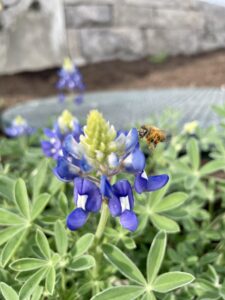 Bee getting pollen off a bluebonnet in Central Texas.