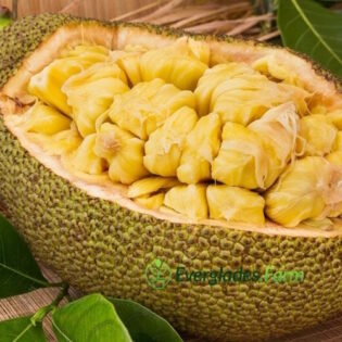 Black Gold Jackfruit