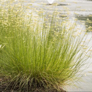 Blonde Ambition Blue Grama Grass
