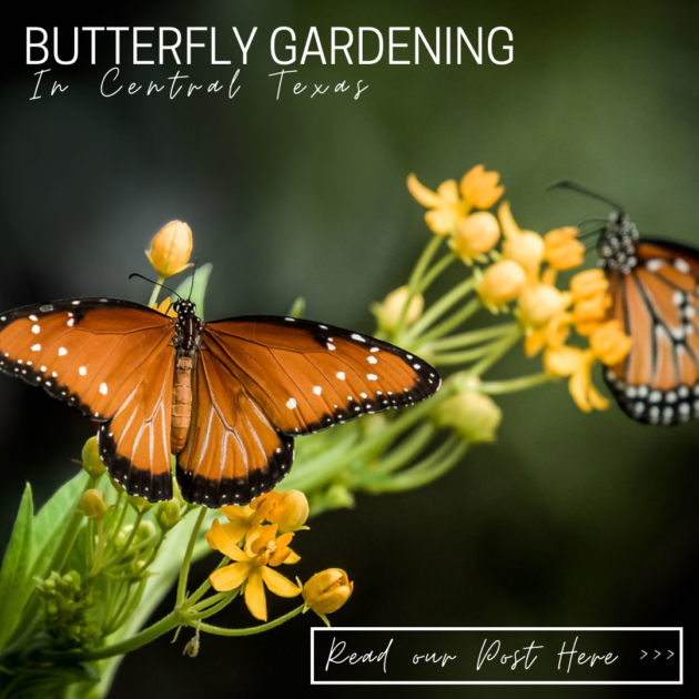 Butterfly Gardening Gardens for Central Texas, Cedar Park, Leander, Georgetown, Round Rock, Austin, Dripping Springs, Travis County, Williamson County, Hayes Texas Nectar plants, host plants, plants for butterflies Butterfly