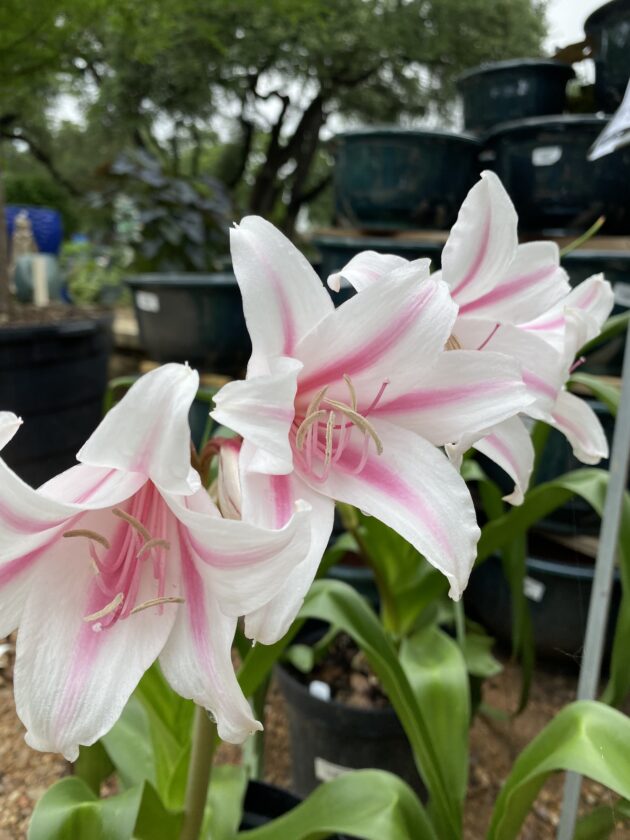 CRINUM LILIES