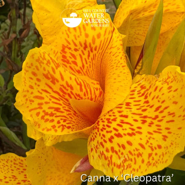 Canna Lilies Cleopatra flowers for gardens and aquatic pond plants